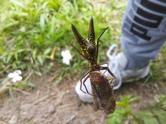 Micrathena pichincha