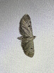 Eupithecia longidens