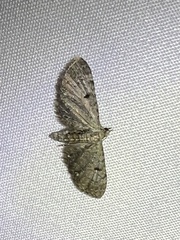 Eupithecia longidens