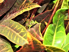 Taphronota calliparea