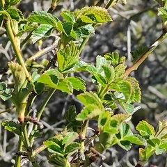 Rosa rubiginosa