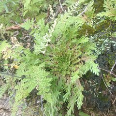 Selaginella