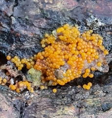 Hydropisphaera peziza