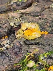 Hydropisphaera peziza