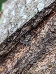 Stephanopis altifrons