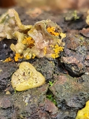 Hydropisphaera peziza