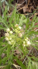 Parthenium bipinnatifidum