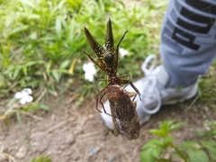 Micrathena pichincha