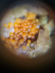 Hydropisphaera peziza