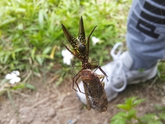 Micrathena pichincha