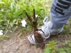 Micrathena pichincha