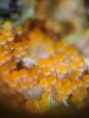 Hydropisphaera peziza