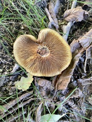Paxillus