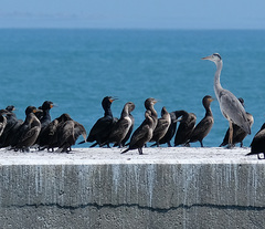 Phalacrocorax capensis