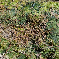 Hydrocotyle sulcata