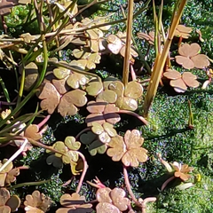 Hydrocotyle sulcata