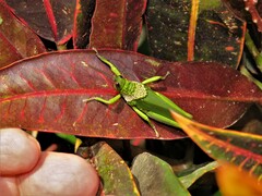Taphronota calliparea