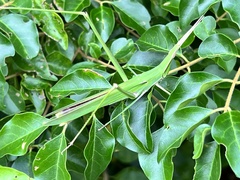 Acrida cinerea