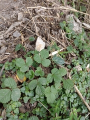 Fragaria hayatae