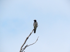 Coracina novaehollandiae