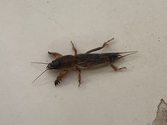 Gryllotalpa orientalis