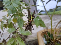 Micrathena pichincha