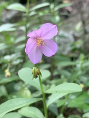 Talinum fruticosum