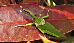 Taphronota calliparea