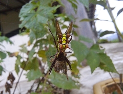 Micrathena pichincha