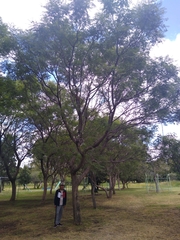 Vachellia pennatula