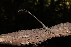 Lasiorhynchus barbicornis