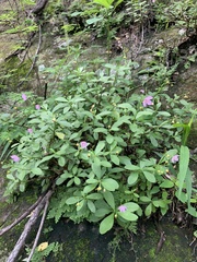Talinum fruticosum