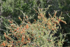 Schaefferia cuneifolia