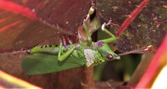 Taphronota calliparea