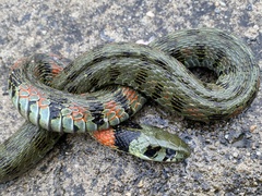 Rhabdophis tigrinus