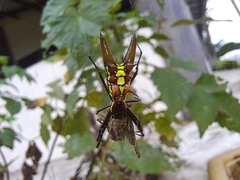 Micrathena pichincha