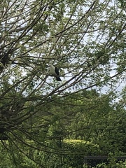 Columba leucomela
