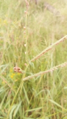 Poaceae