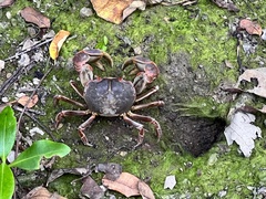 Chasmagnathus convexus