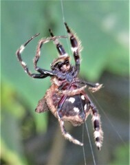 Caerostris sexcuspidata