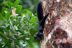 Callosciurus prevostii