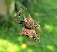 Caerostris sexcuspidata