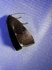 Galgula partita