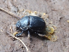 Ceratotrupes