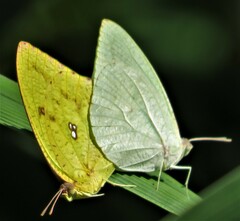 Catopsilia florella