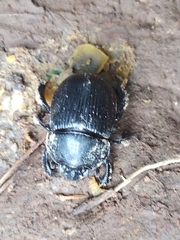 Ceratotrupes