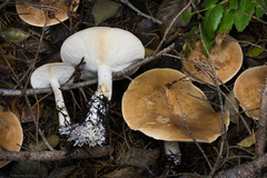 Leucopaxillus gentianeus