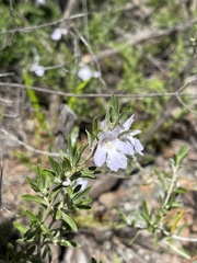 Prostanthera behriana