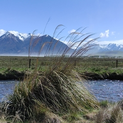 Austroderia richardii