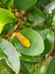 Graphium doson postianus